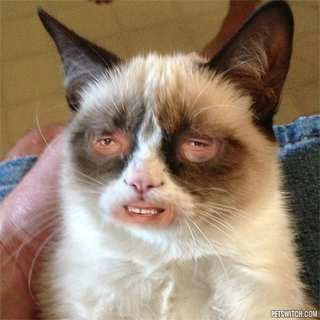 Illustration for article titled Top Five Cats Who Just Can't Even!